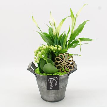 Ετοιμασίες Houseplants