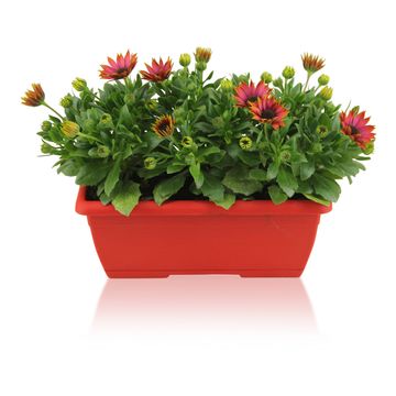 Osteospermum MARGARITA MIX