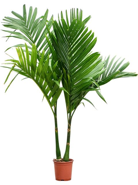 Areca catechu