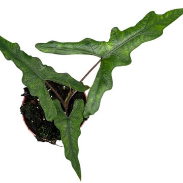 Alocasia 'Sabrina'