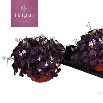 Oxalis triangularis 'Mijke'