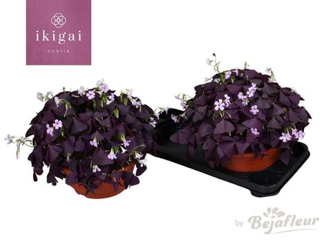 Oxalis triangularis 'Mijke'