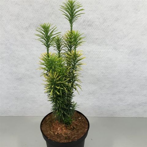 Cephalotaxus harringtonii 'Korean Gold'