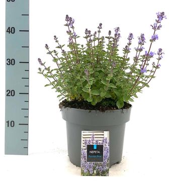 Nepeta 'Purrsian Blue'
