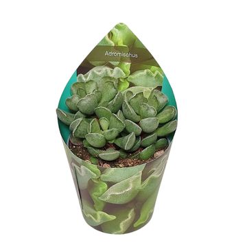 Adromischus cristatus