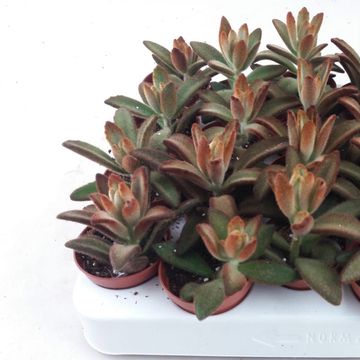Kalanchoe tomentosa