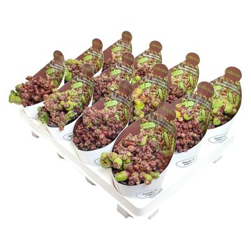 Mammillaria bocasana monstruosa