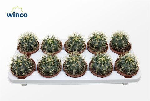 Ferocactus glaucescens