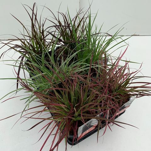 Pennisetum MIX