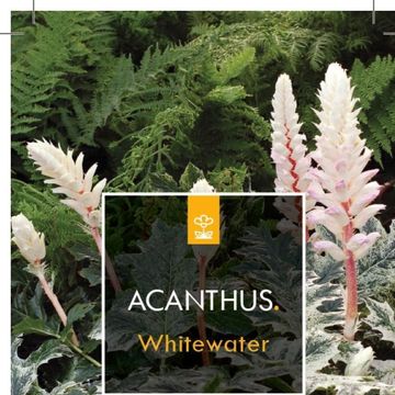 Acanthus 'Whitewater'