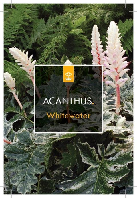 Acanthus 'Whitewater'
