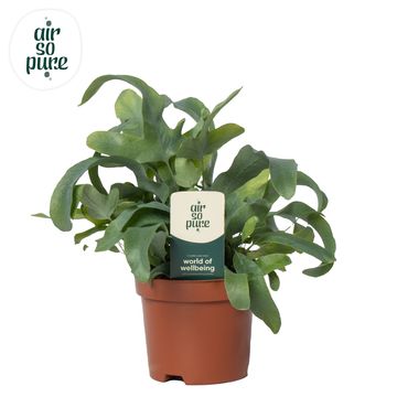 Phlebodium aureum 'Blue Star'