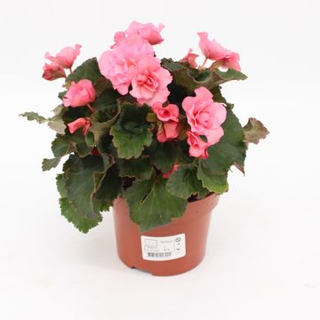 Begonia GLORY PINK