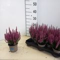 Calluna vulgaris BEAUTY LADIES LYNA