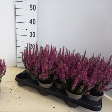 Calluna vulgaris BEAUTY LADIES LYNA