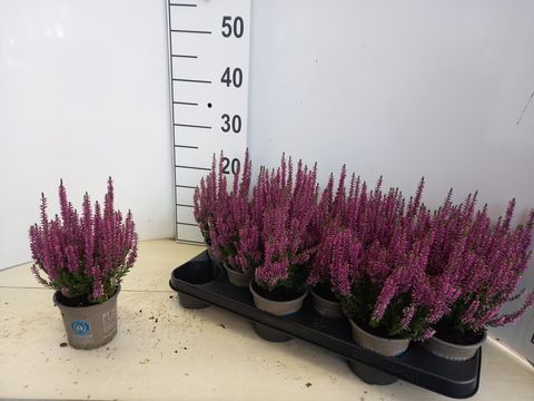 Calluna vulgaris BEAUTY LADIES LYNA