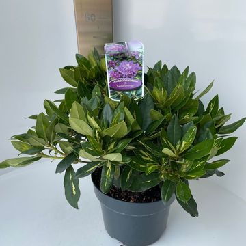 Rhododendron 'Goldflimmer'
