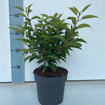 Prunus lusitanica 'Ангустифолия'