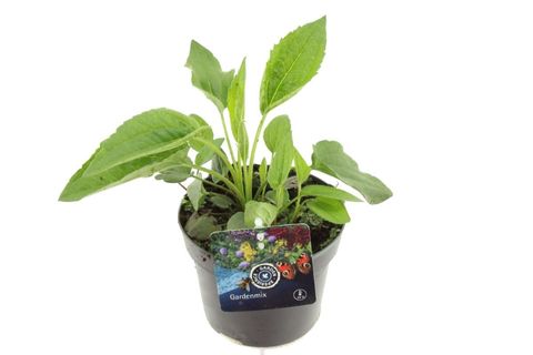 Rudbeckia fulgida 'Goldsturm'