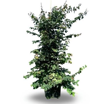 Parrotia persica