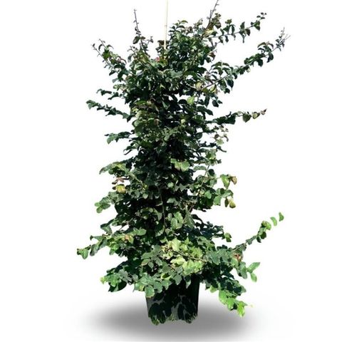 Parrotia persica