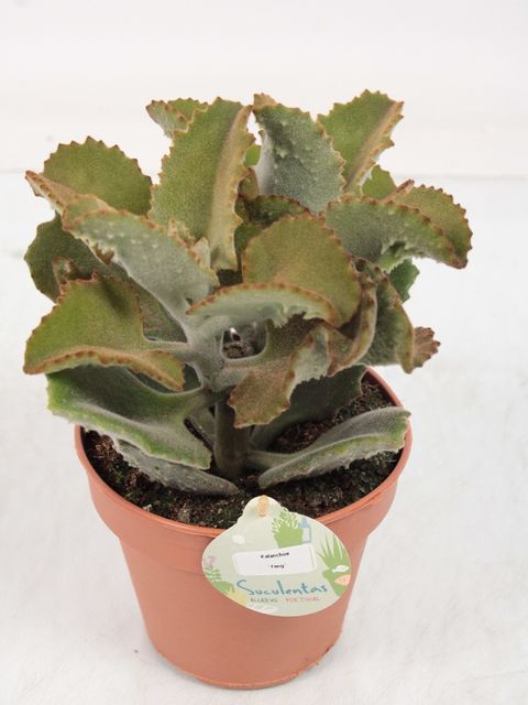 Kalanchoe beharensis 'Fang'