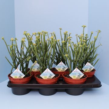 Euphorbia phosphorea