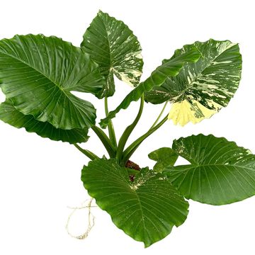 Alocasia gageana 'Variegata'