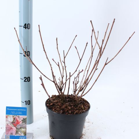 Physocarpus opulifolius ЛЕДИ ИН РЕД