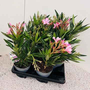 Nerium oleander