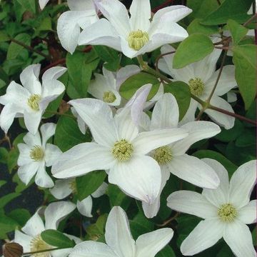 Clematis 'Huldine' (Vt)