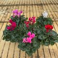 Cyclamen persicum MIX
