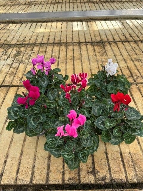 Cyclamen persicum MIX