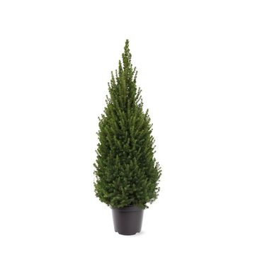 Picea glauca PERFECTA
