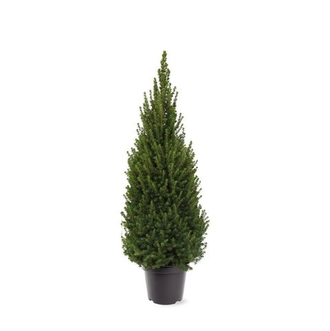 Picea glauca PERFECTA