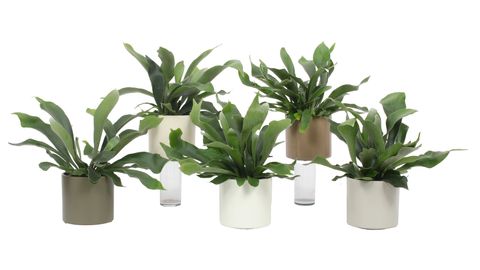 Platycerium bifurcatum 'Netherlands'