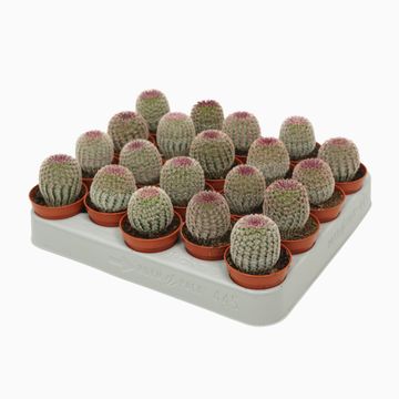 Echinocereus pectinatus rubrispinus