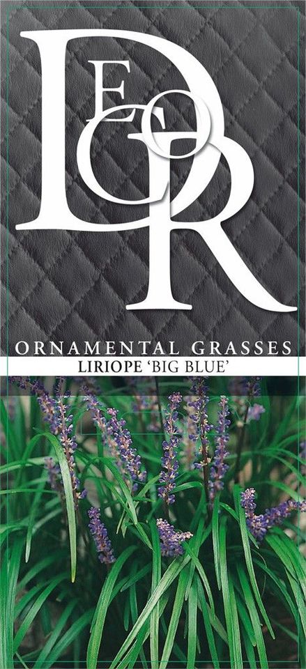 Liriope muscari 'Биг Блю'