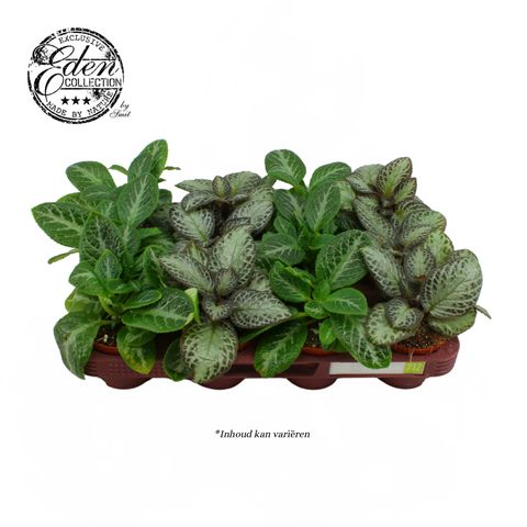 Episcia MIX