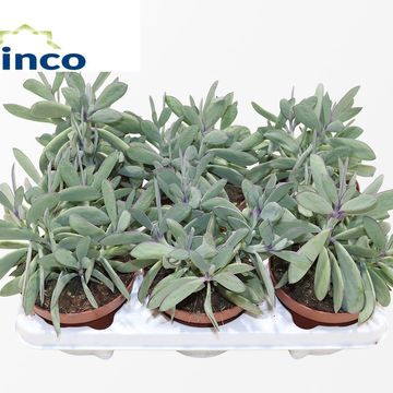 Senecio crassissimus