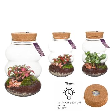 Düzenlemeler Terrarium