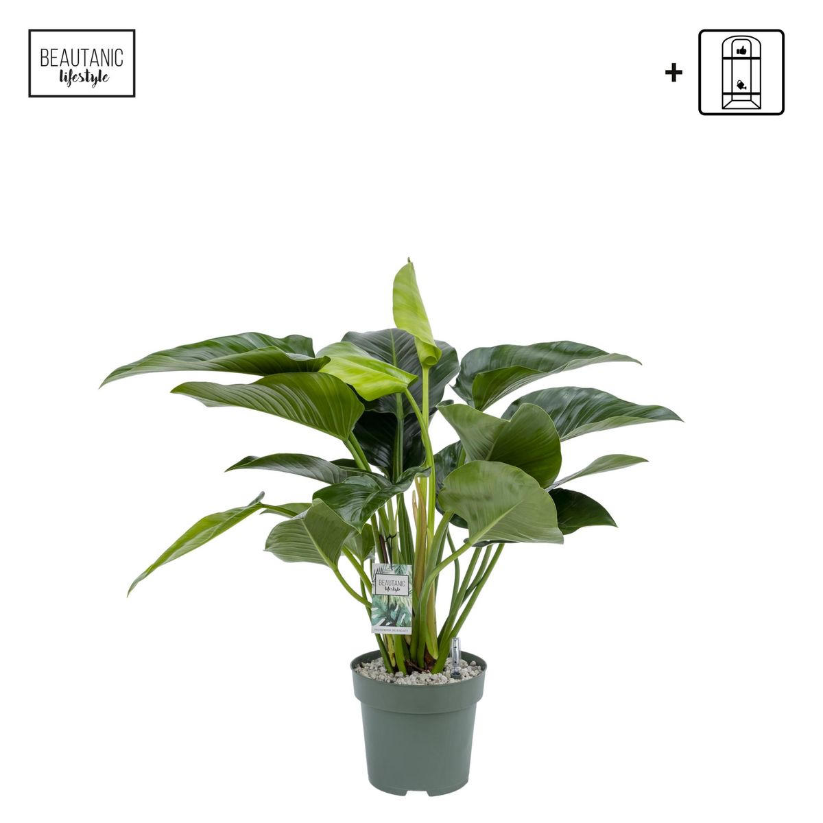 Philodendron 'Green Beauty' — Plant Wholesale FlorAccess