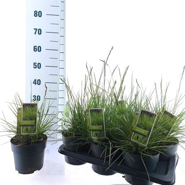 Sesleria autumnalis