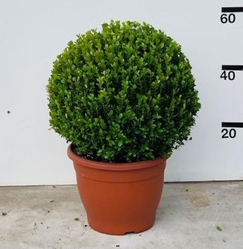 Buxus microphylla 'Faulkner'