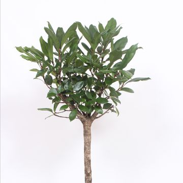 Ficus cyathistipula