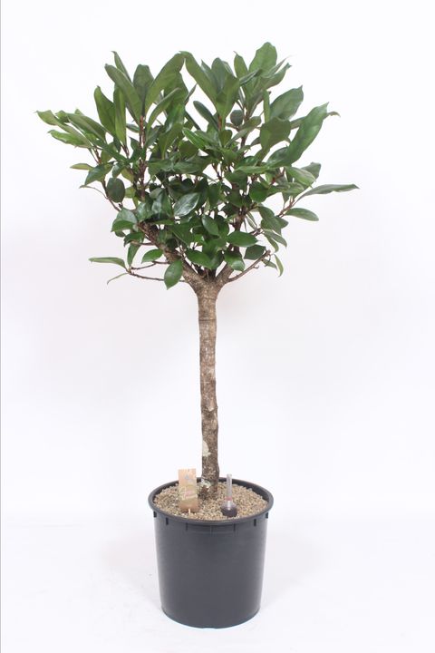 Ficus cyathistipula