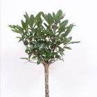 Ficus cyathistipula