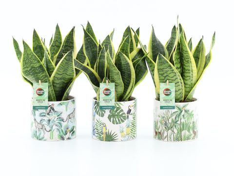 Sansevieria trifasciata 'Futura Superba'