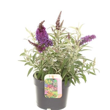 Buddleja davidii BUTTERFLY CANDY MIX
