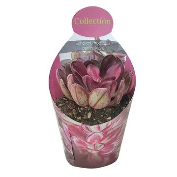 Echeveria nodulosa 'Maruba Beni-tsukasa'